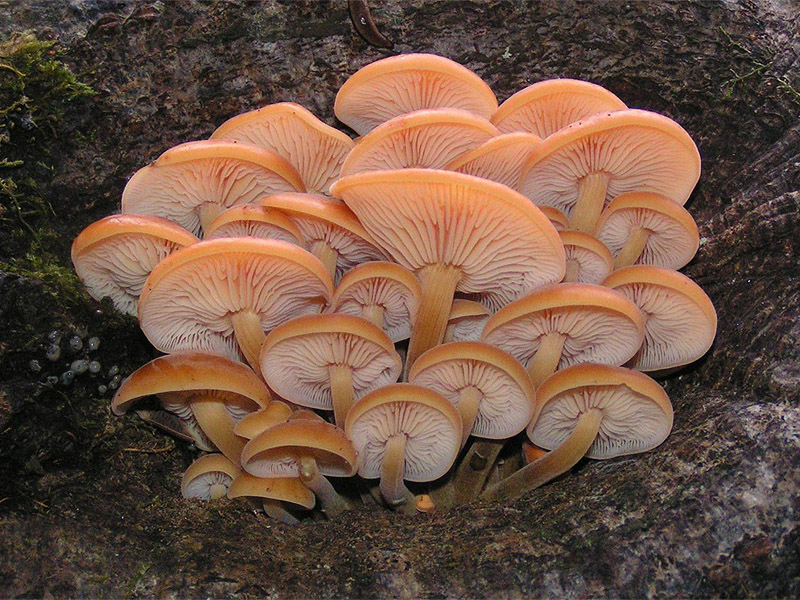 This image has an empty alt attribute; its file name is mushroom-image-2.jpg